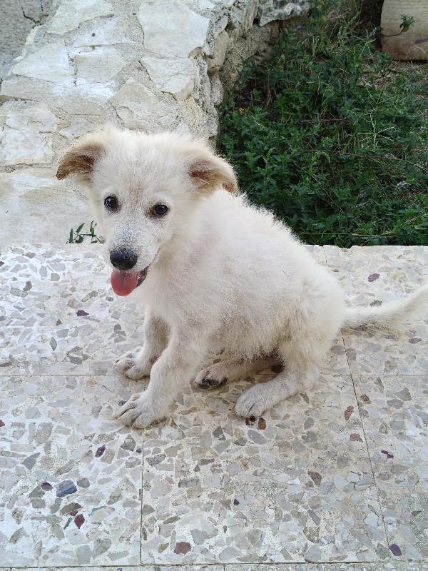 Oliver 