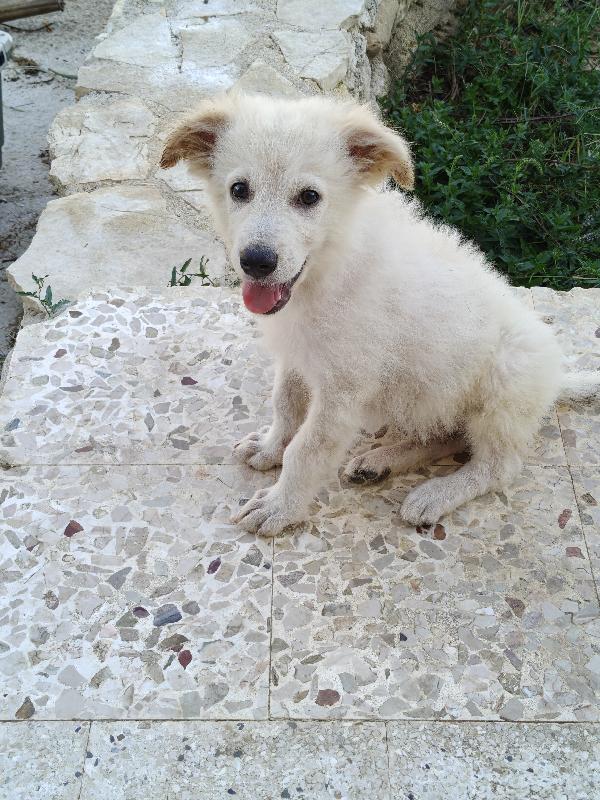 Oliver  Foto 2