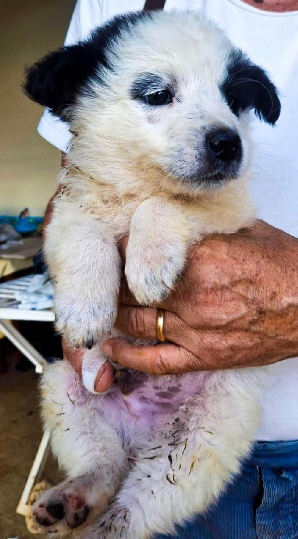 Romolo Mix Pastore 2 Mesi