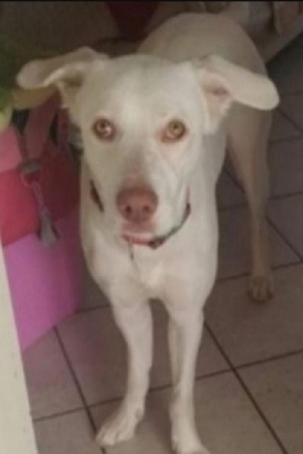 Akira 5Anni Rinuncia Di Proprietà! Napoli