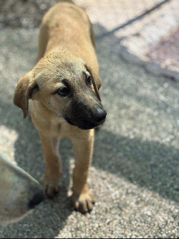 Meravigliose cucciole rinchiuse nel box di un canile  Foto 4