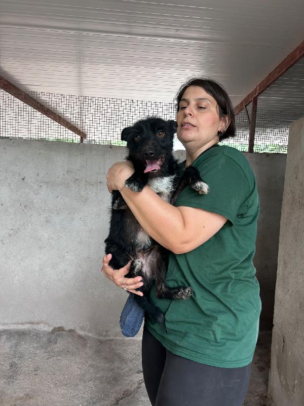 Taz - Cagnolino Di 2 Anni - Taglia Piccola
