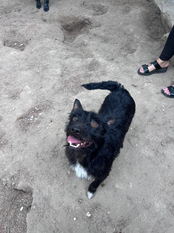 TAZ - cagnolino di 2 anni - taglia piccola Foto 2