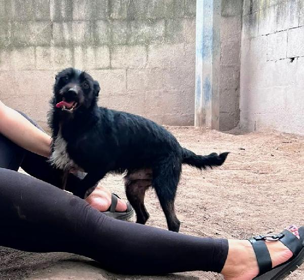 TAZ - cagnolino di 2 anni - taglia piccola Foto 3