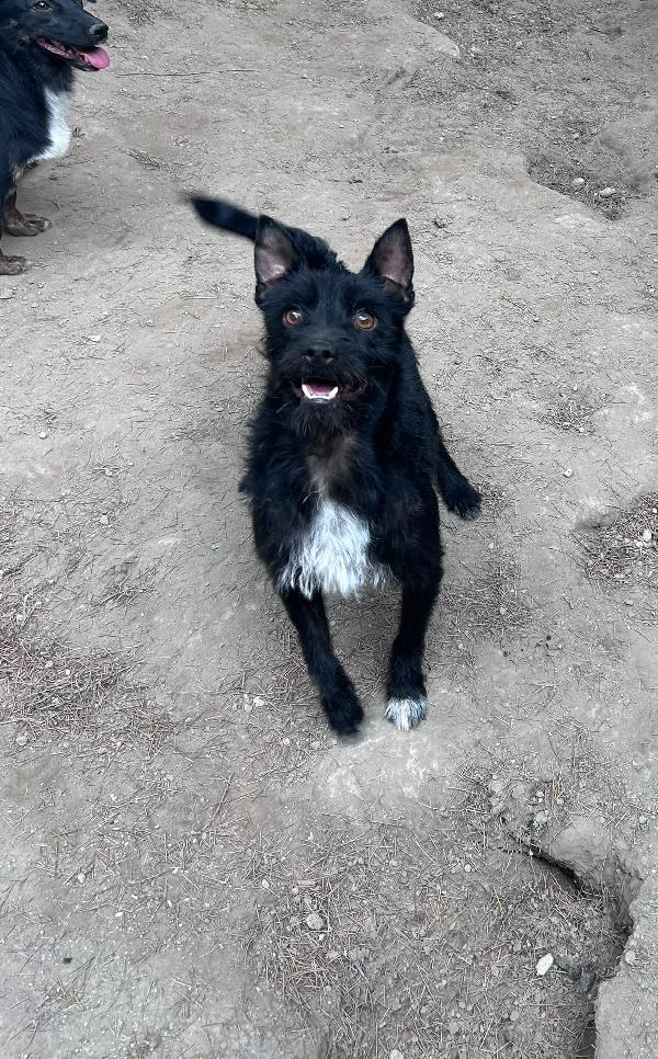 TAZ - cagnolino di 2 anni - taglia piccola Foto 4
