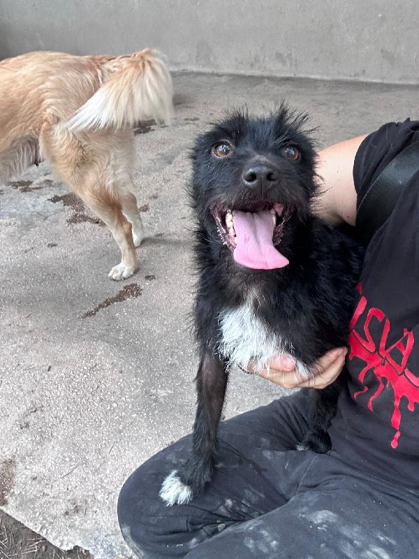TAZ - cagnolino di 2 anni - taglia piccola Foto 5