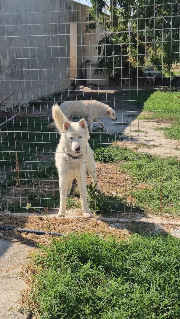 Zeus: giovane Siberian Husky socievole con tutti  - media 10