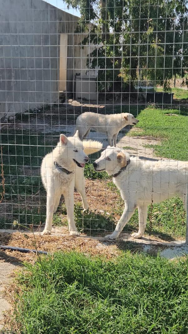 Zeus: giovane Siberian Husky socievole con tutti  - media 11