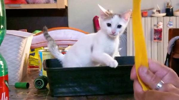 NIKITA, dolce gattina in adozione  Foto 2