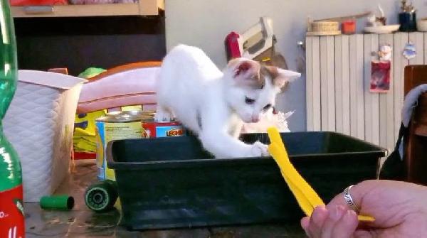 NIKITA, dolce gattina in adozione  Foto 4