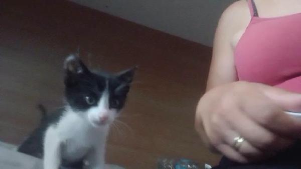 FELIX, adorabile micino in adozione  Foto 6