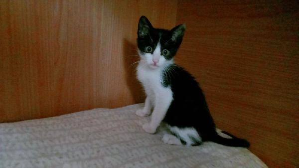 FELIX, adorabile micino in adozione  Foto 7