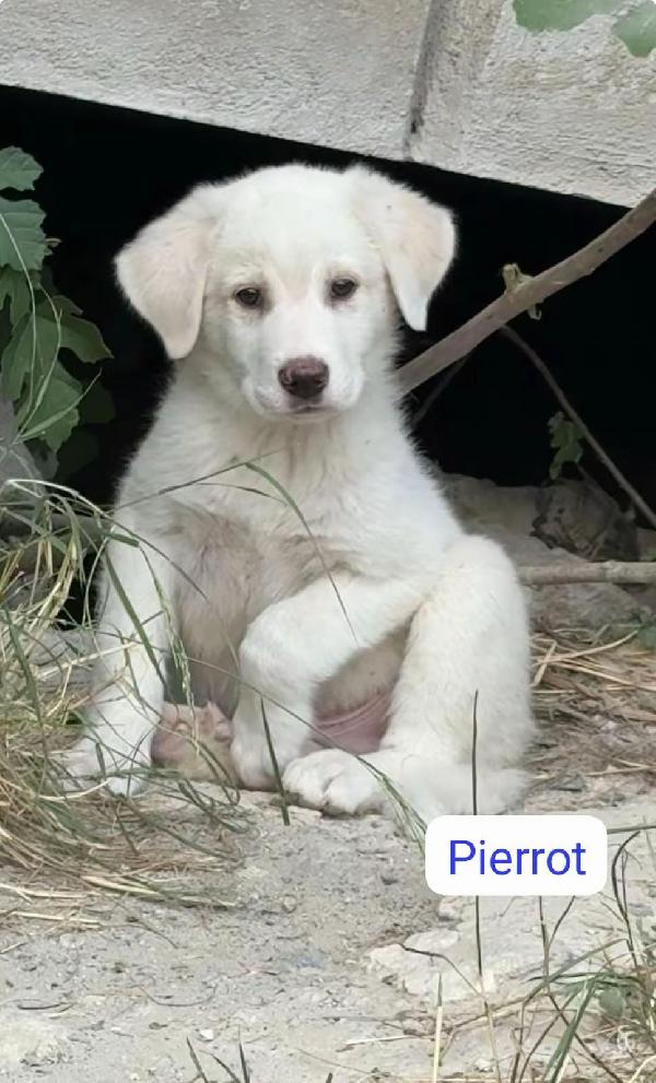 Pierrot