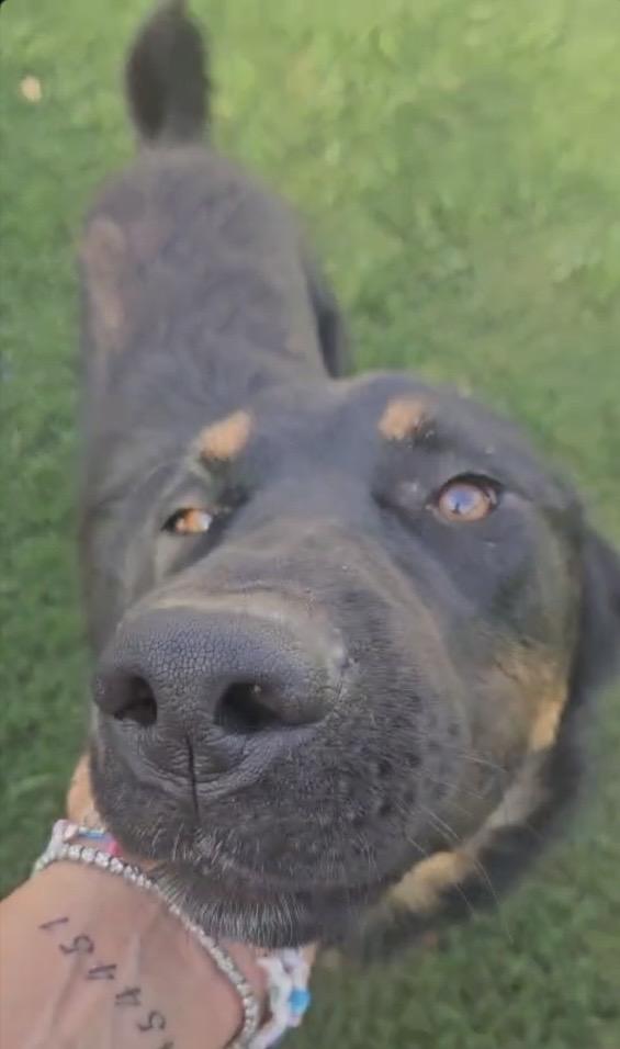 Sofia Splendida Cucciolotta Simil Pastore Cerca Casa