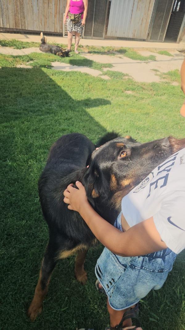 Sofia splendida cucciolotta simil Pastore cerca casa Foto 2