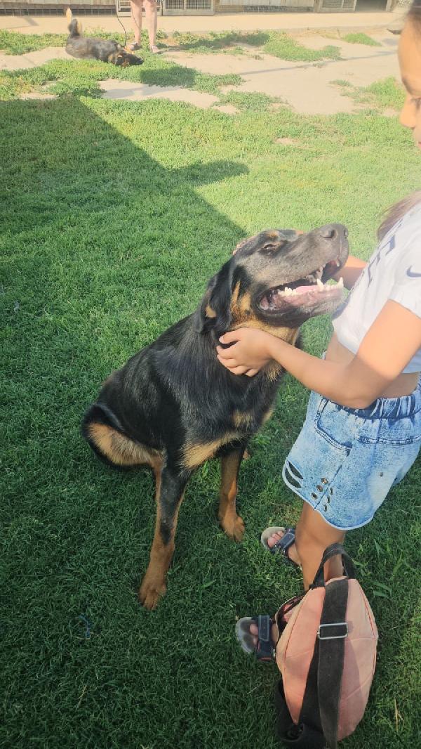 Sofia splendida cucciolotta simil Pastore cerca casa Foto 3