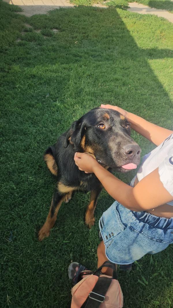 Sofia splendida cucciolotta simil Pastore cerca casa Foto 4