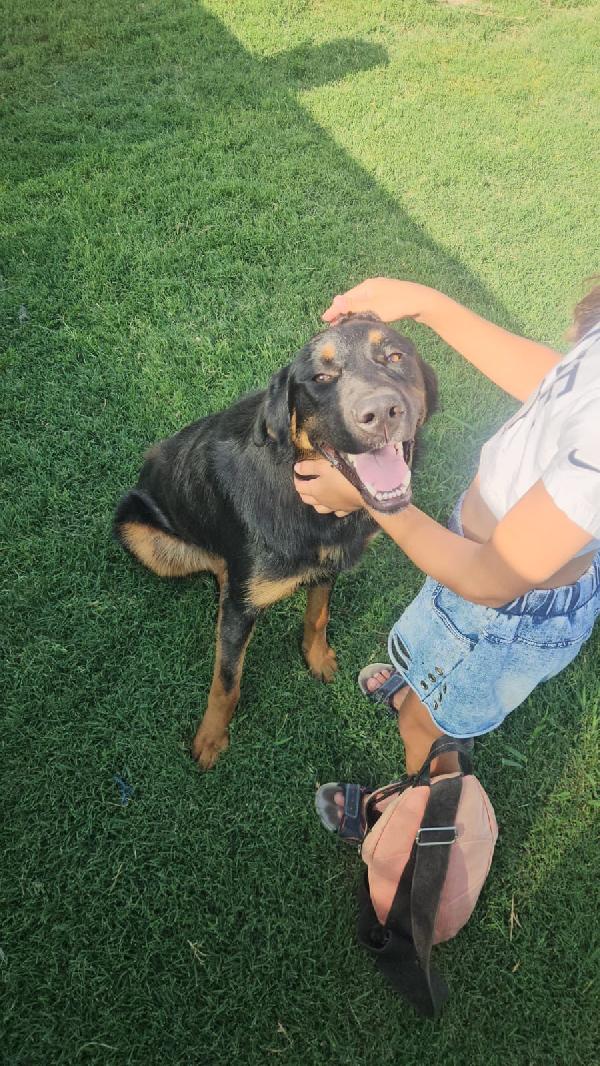 Sofia splendida cucciolotta simil Pastore cerca casa Foto 5