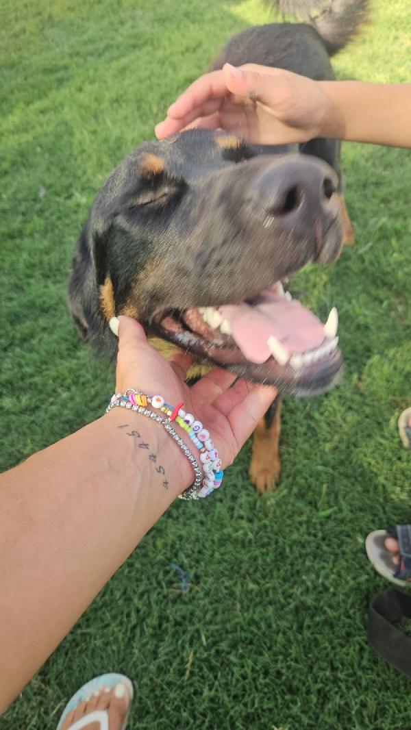 Sofia splendida cucciolotta simil Pastore cerca casa Foto 6