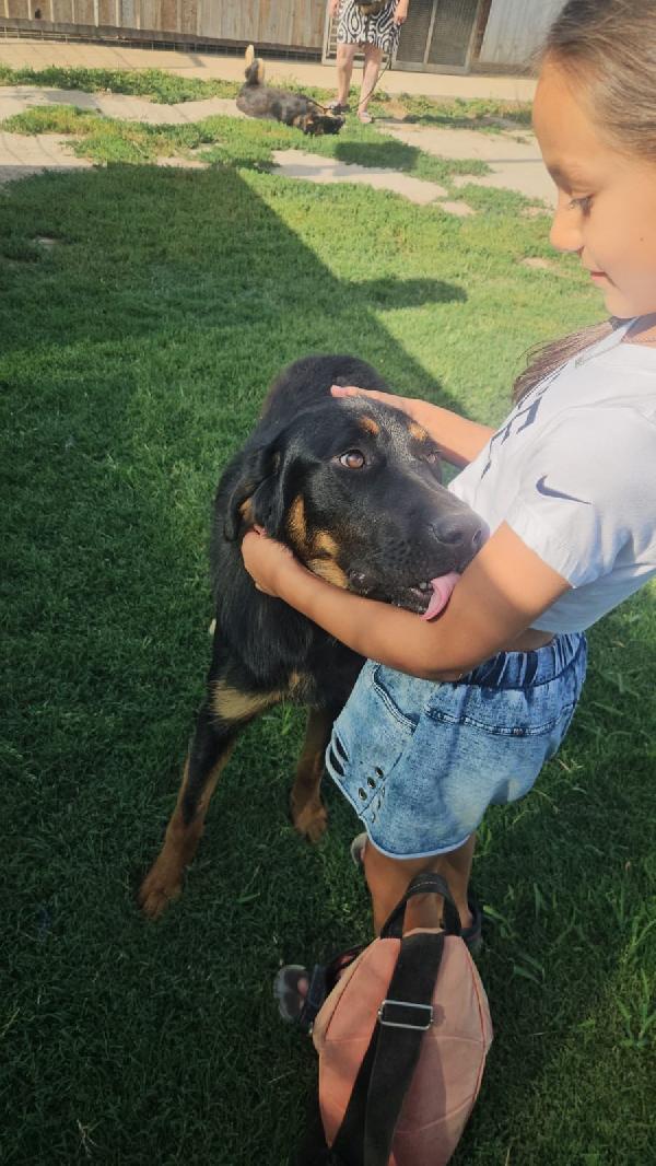 Sofia splendida cucciolotta simil Pastore cerca casa Foto 7