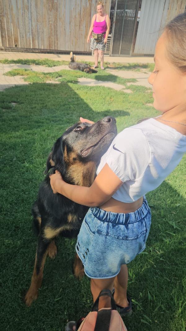 Sofia splendida cucciolotta simil Pastore cerca casa Foto 8
