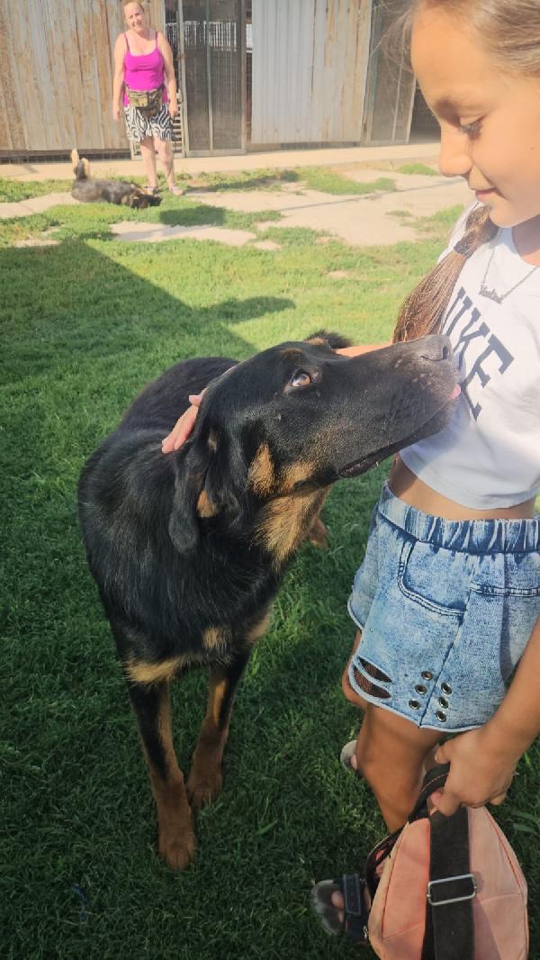 Sofia splendida cucciolotta simil Pastore cerca casa Foto 9