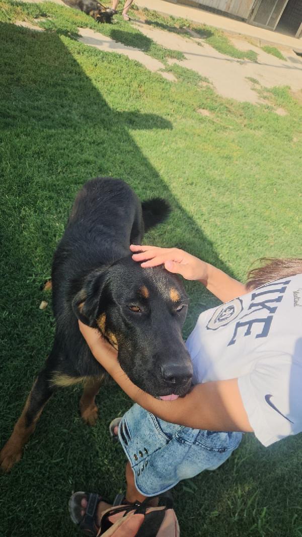 Sofia splendida cucciolotta simil Pastore cerca casa Foto 10