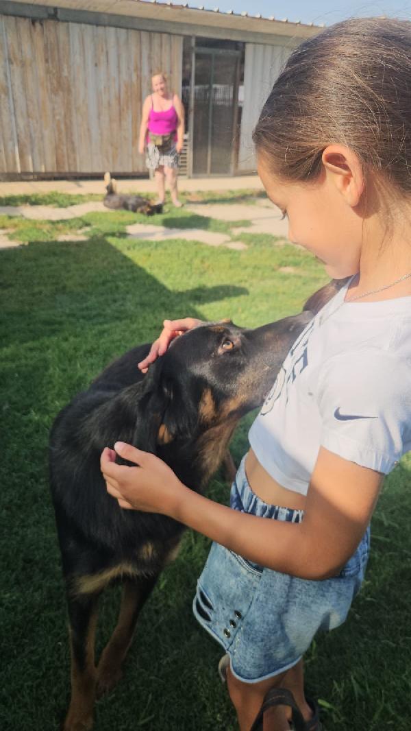 Sofia splendida cucciolotta simil Pastore cerca casa Foto 11