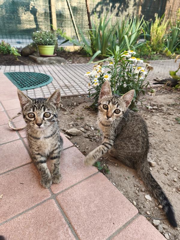 Gattini cercano casa 