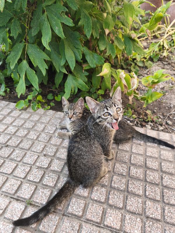 Gattini cercano casa 