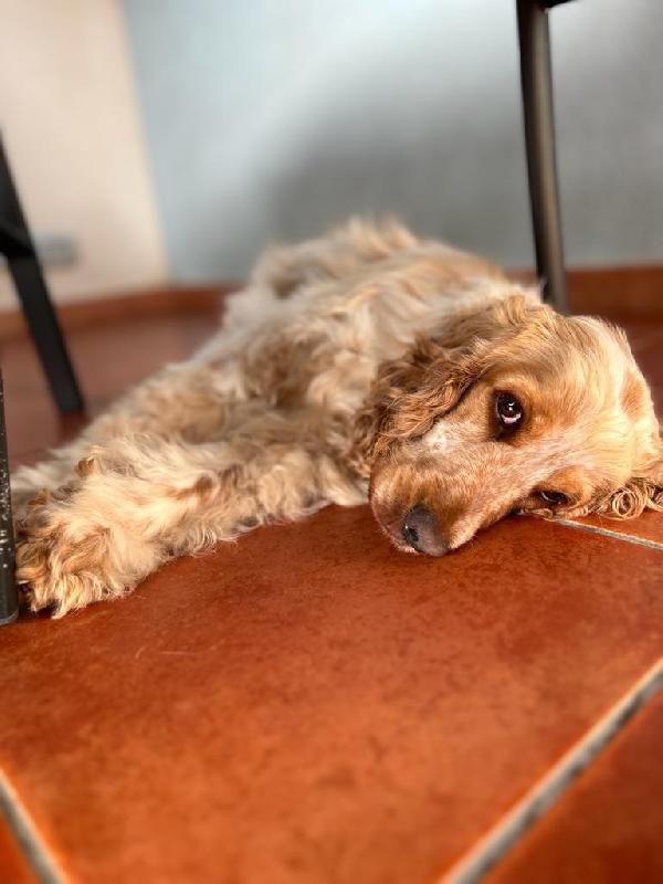 Cocker Spaniel Inglese cerca famiglia
