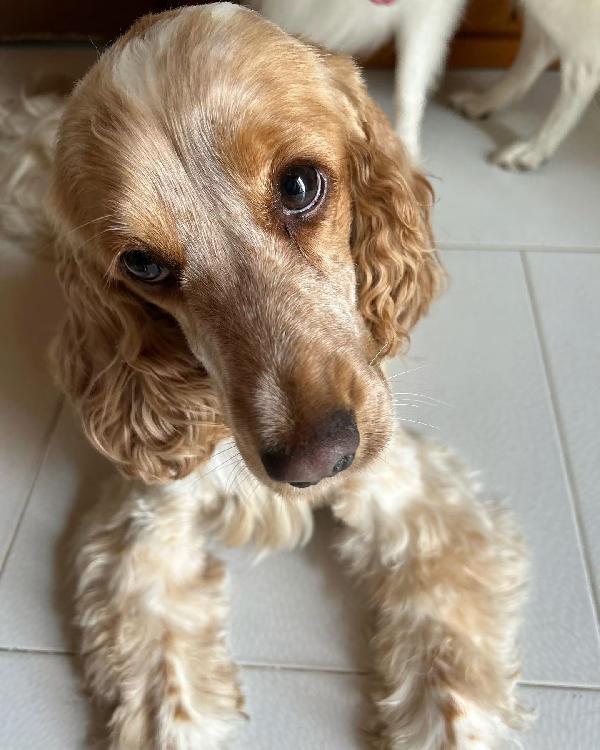 Cocker Spaniel Inglese cerca famiglia