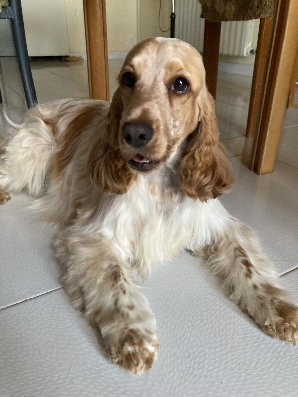 Cocker Spaniel Inglese cerca famiglia