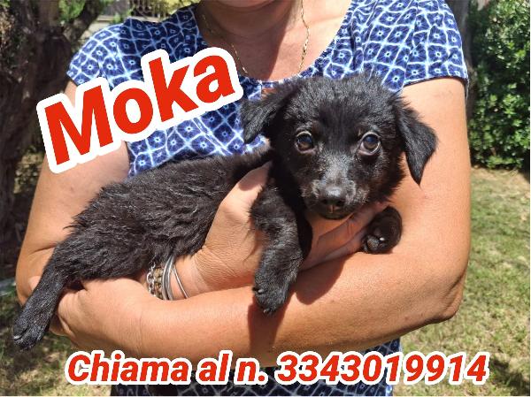 Moka, Due Mesi, Bellissima