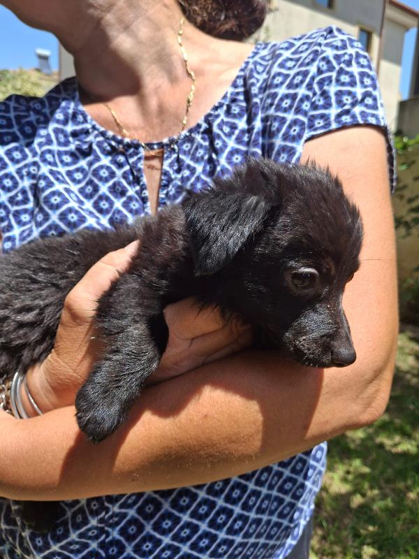 Moka, due mesi, bellissima Foto 3
