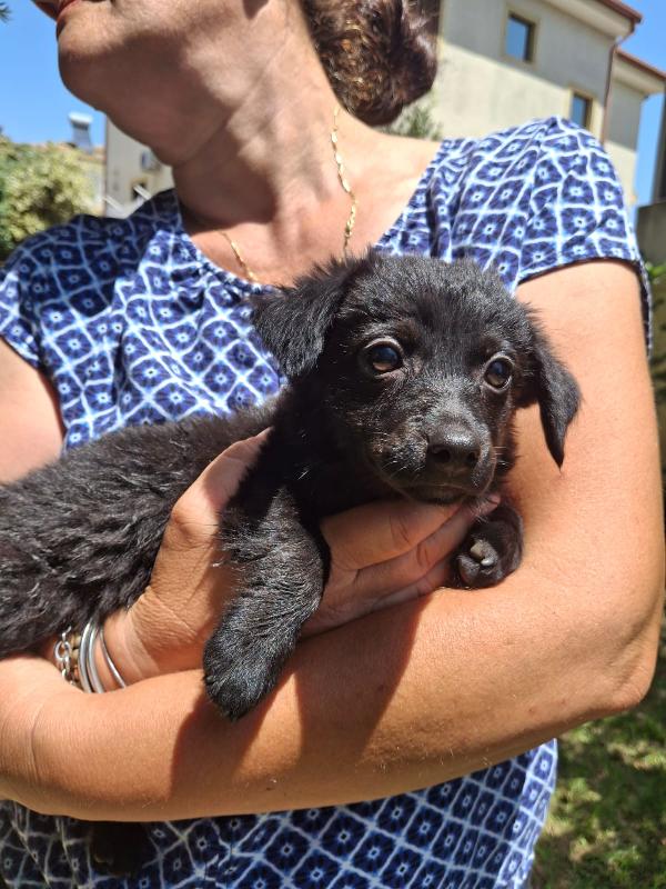 Moka, due mesi, bellissima Foto 4