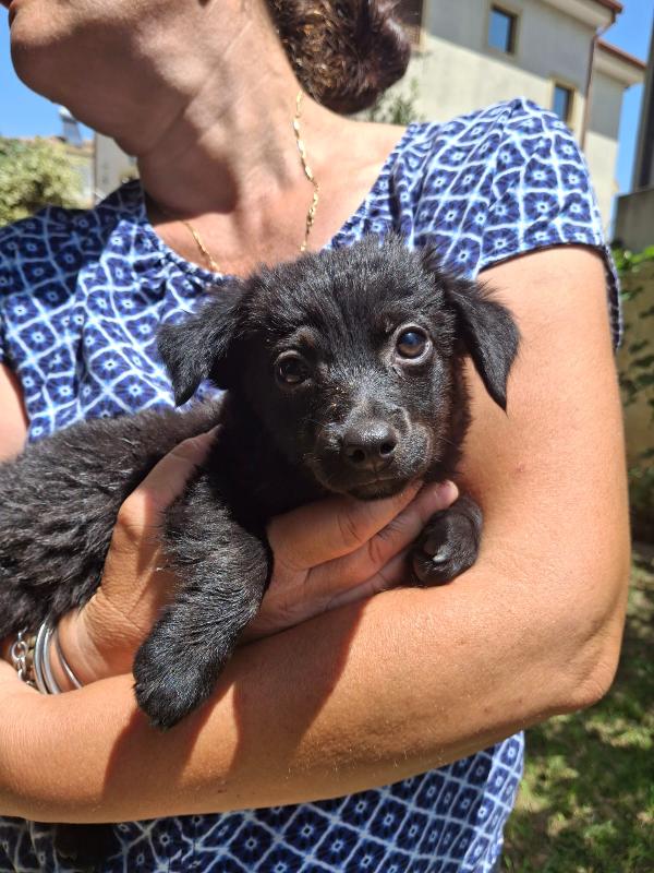 Moka, due mesi, bellissima Foto 5