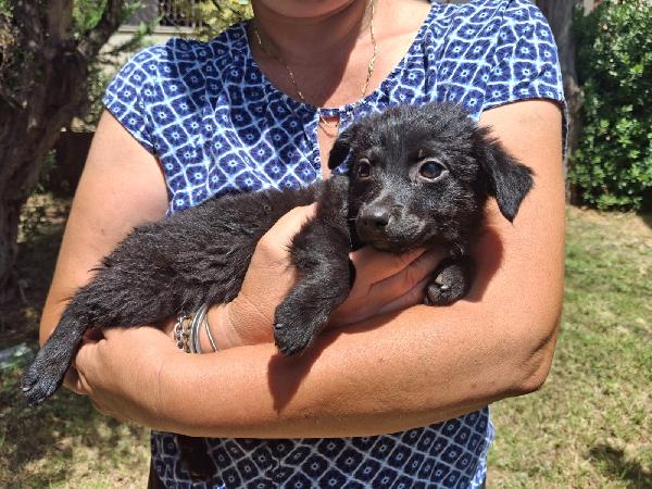 Moka, due mesi, bellissima Foto 6
