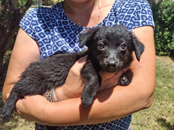 Moka, due mesi, bellissima Foto 7