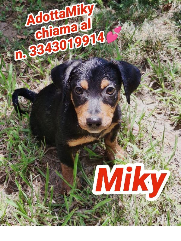 Miki, Due Mesi E Tanta Voglia Di Casa