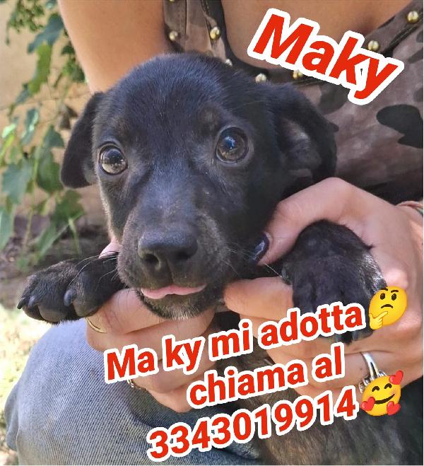 Maki, Due Mesi..dolce Come Il Miele