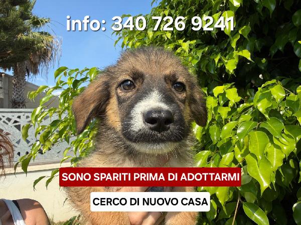 Spartaco Cerca Casa...