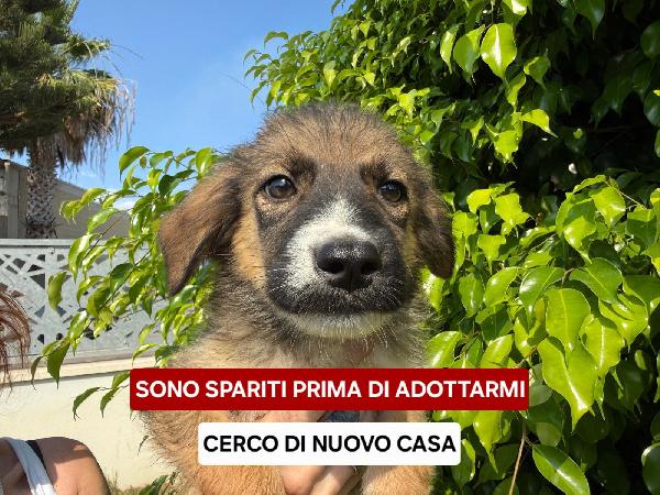 Spartaco cerca casa... Foto 5
