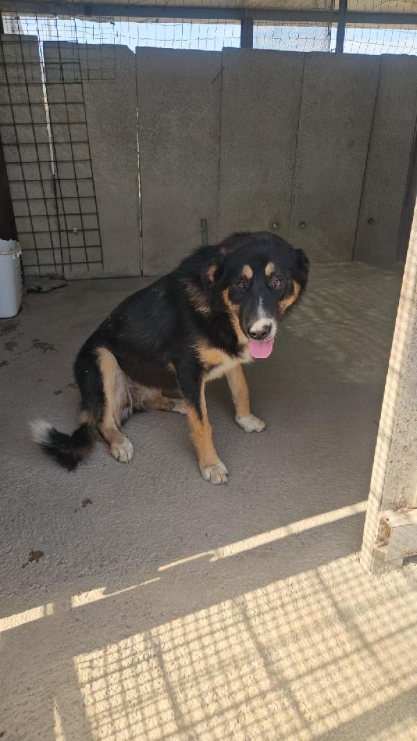 Samantha Meravigliosa Cucciolotta Simil Pastore Cerca Casa 