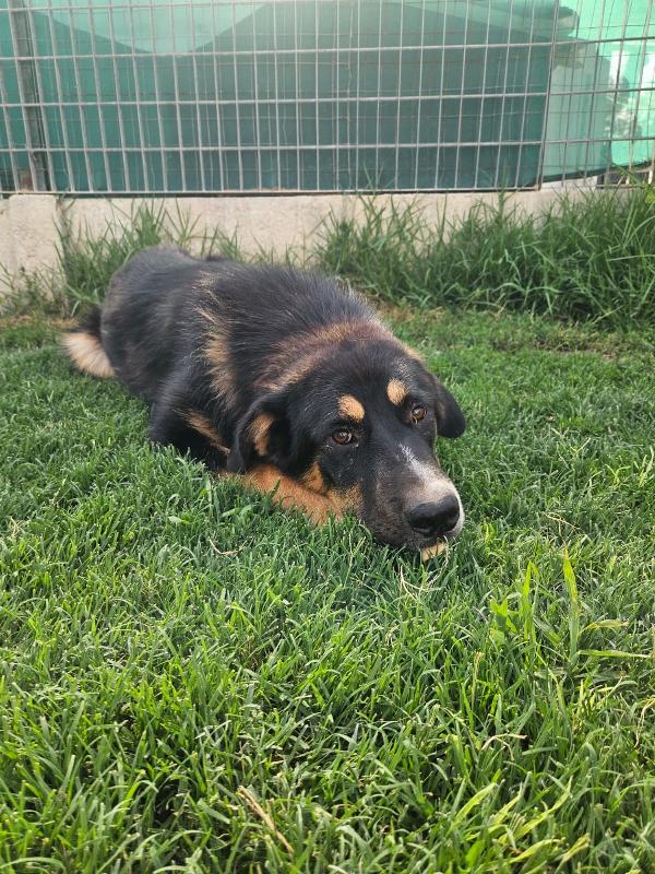 Samantha meravigliosa cucciolotta simil Pastore cerca casa  Foto 2