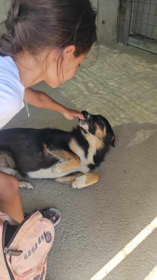 Samantha meravigliosa cucciolotta simil Pastore cerca casa  Foto 3