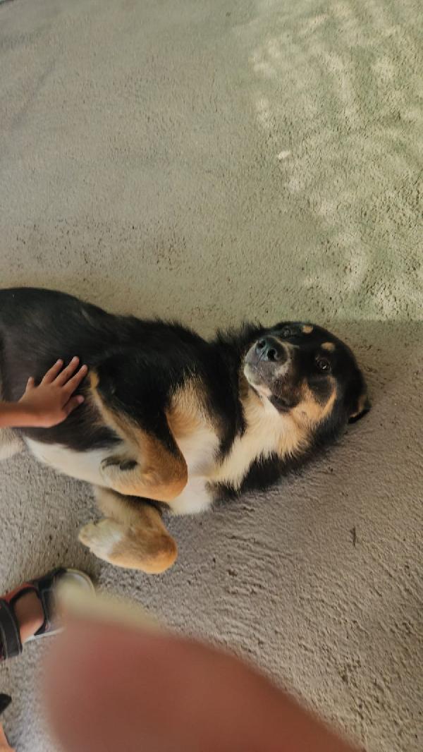 Samantha meravigliosa cucciolotta simil Pastore cerca casa  Foto 4