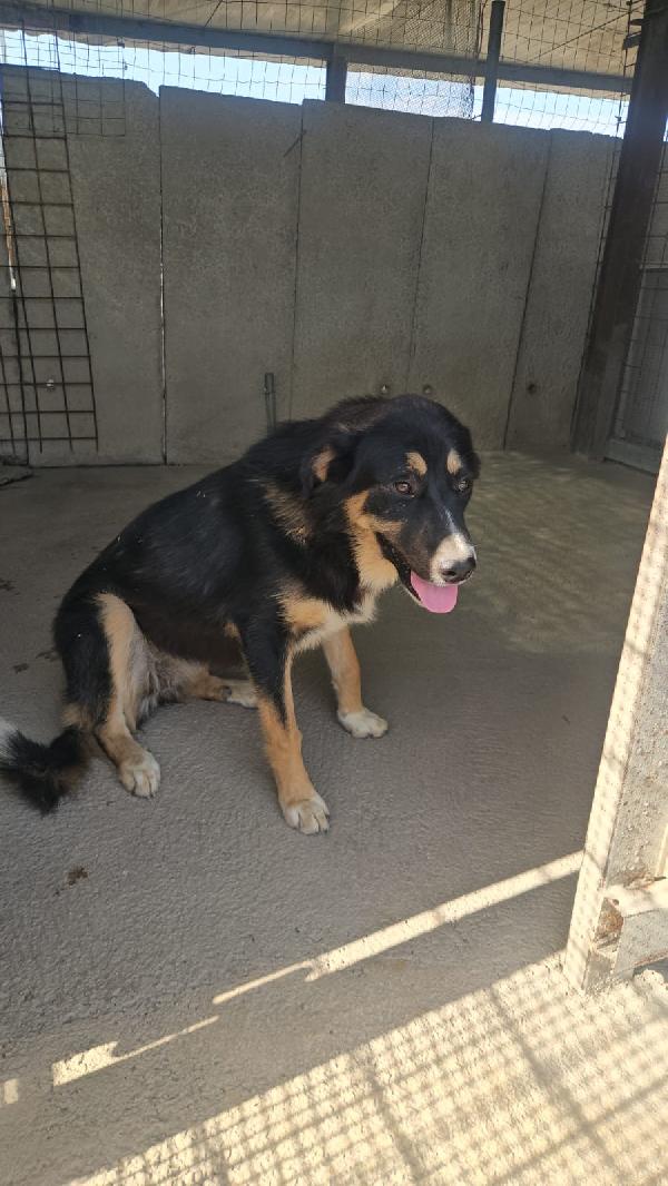 Samantha meravigliosa cucciolotta simil Pastore cerca casa  Foto 8