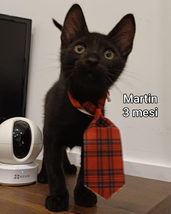 STUPENDI GATTINI ADOZIONI Foto 6