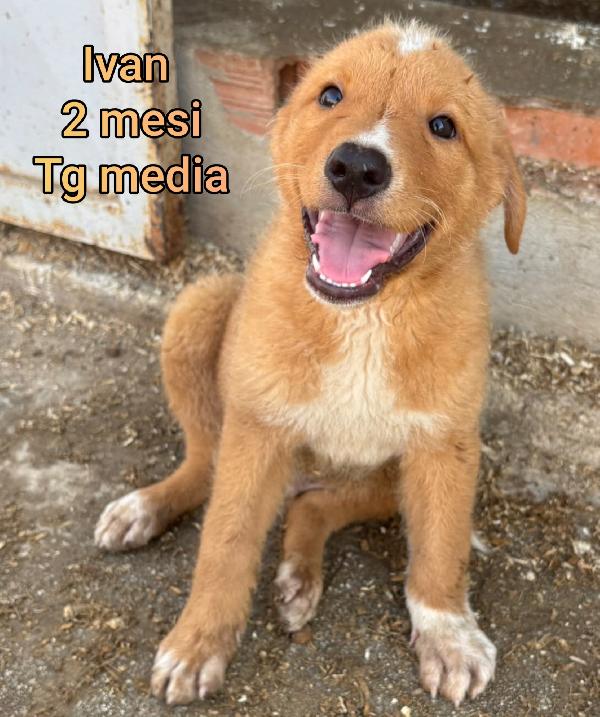 Cuccioli Destinati A Crescere Soli 